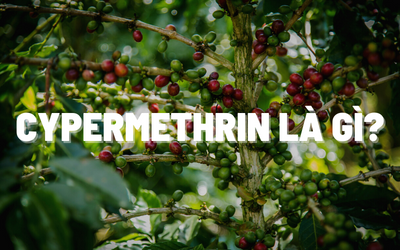 Cypermethrin là gì?